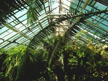 Low angle view of palm trees