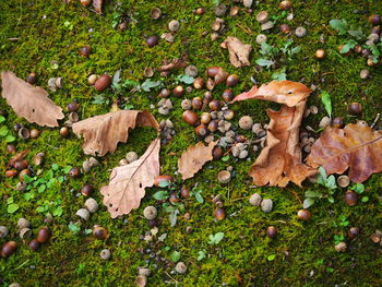 Close-up of mushrooms growing on field