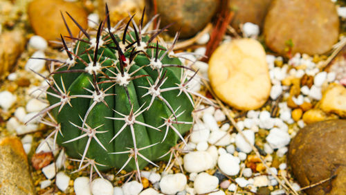 Close-up of succulent plant