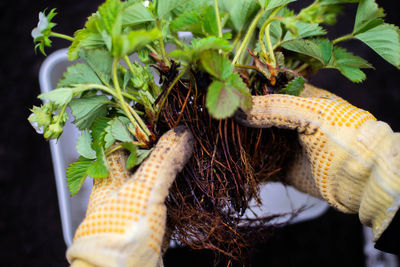 Cropped hand of woman holding plant