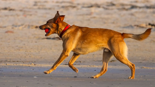 Side view of dog running on beach