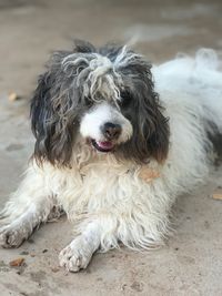 Portrait of dog sitting outdoors