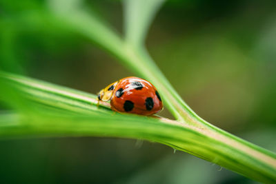 Close-up of cute ladybug on leaf