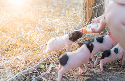 Cropped hand feeding piglet