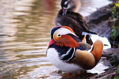 Duck swimming in lake