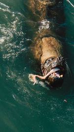 High angle view of woman swimming in sea