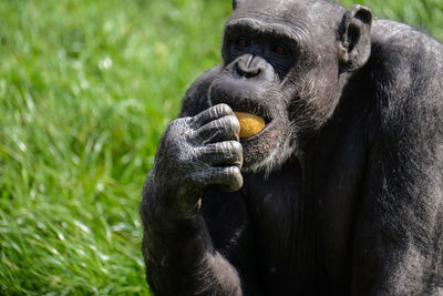 Close-up of chimpanzee eating food