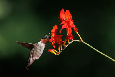 hummingbird