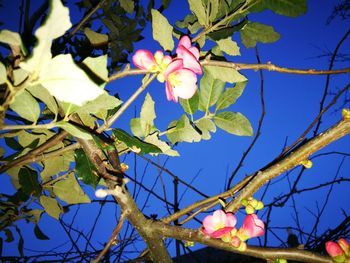 Low angle view of flower tree against clear blue sky