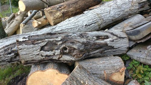 Close-up of log in forest