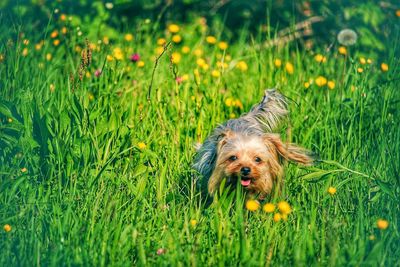 Dog on field