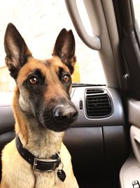 Close-up portrait of dog sitting in car