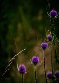 Lilac flower, hendaye-france