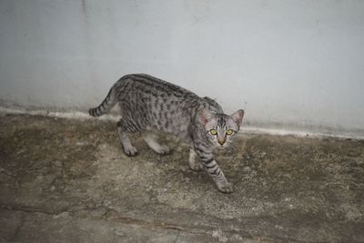 Cat walking on wall