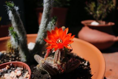 Close-up of orange flower pot