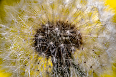 Close-up of dandelion on plant