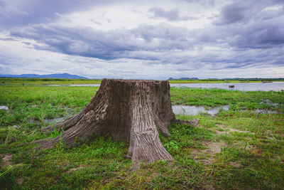 Trees on field against sky