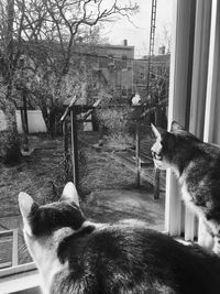 Cat sitting on window