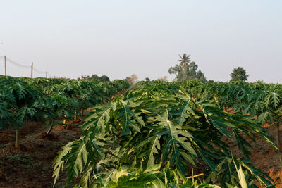 Plants growing on field against sky