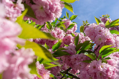 Close-up of pink cherry blossoms in spring