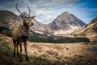 Stag standing on field against sky