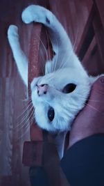 Close-up portrait of a cat