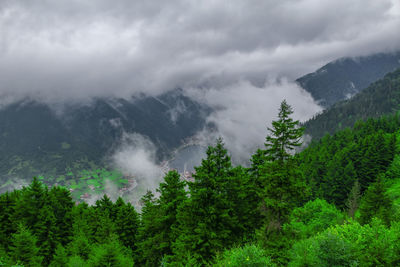 Scenic view of pine trees against sky. uzungol landscape in trabzon.
