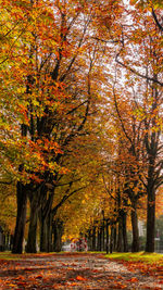 View of autumnal trees in park
