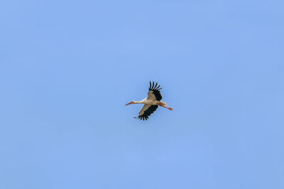 Low angle view of bird flying in sky