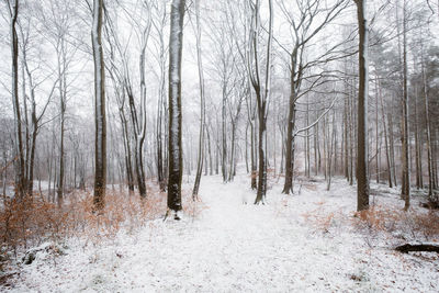 Trees in forest during winter