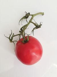 Close-up of tomatoes against white background