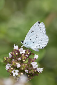 Close-up of butterfly pollinating on flower