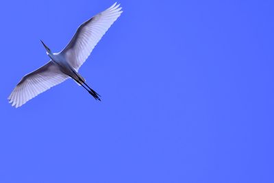 Low angle view of seagull flying in sky