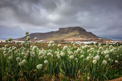 Scenic view of grassy field against cloudy sky