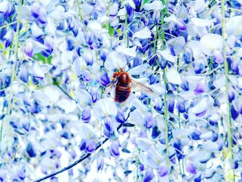 Close-up of bee on purple flower