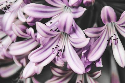 Close-up of purple flowers