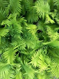 Full frame shot of green leaves