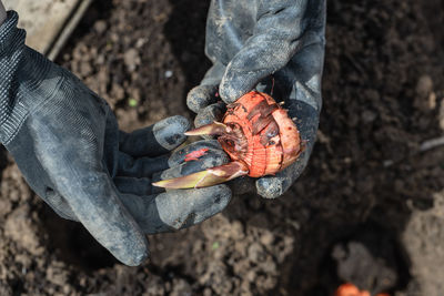 The hand plants bulbs of flowers in the soil