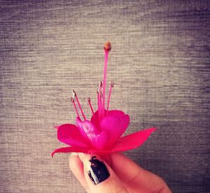 Close-up of pink flower against brick wall