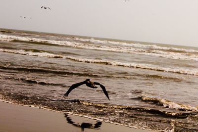 Bird flying over beach against clear sky