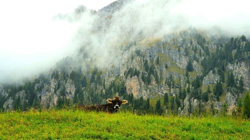 Panoramic shot of animal on land