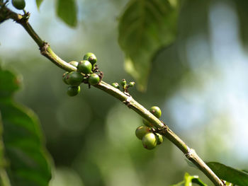 Close-up of fruit growing on tree