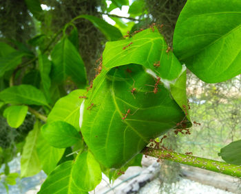 Close-up of fresh green leaves on tree