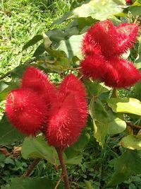 Close-up of red poppy growing on plant