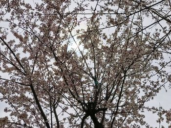 Low angle view of cherry tree against clear sky