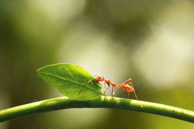 Close-up of insect on plant