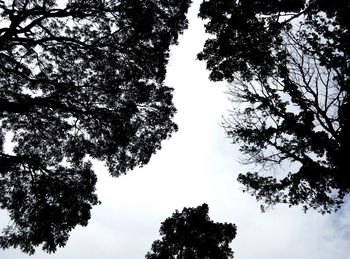 Low angle view of trees against sky