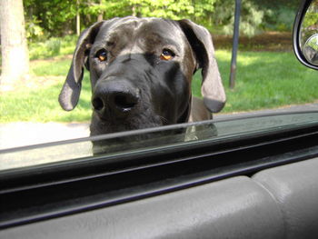 Close-up of black dog seen from car window