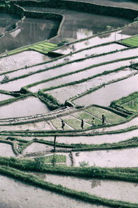 Scenic view of agricultural field