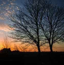 Silhouette of bare trees at sunset